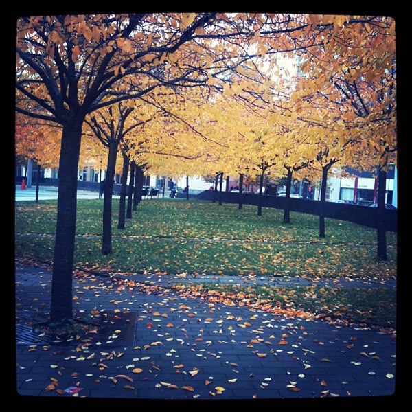 Autumn leaves in Stockholm