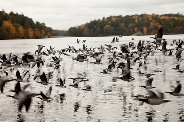 Birds at Drottningholm