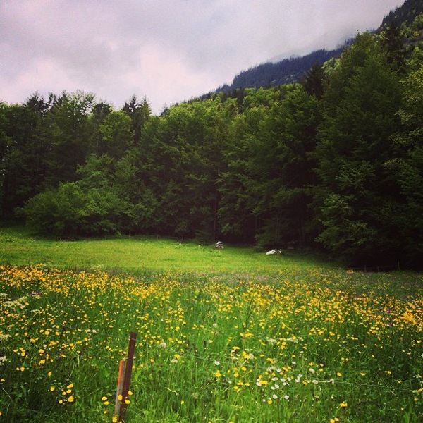 Wildflowers in Switzerland