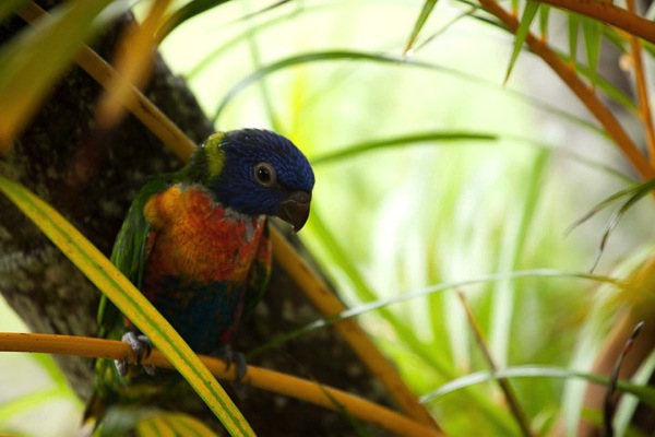 A rainbow lorikeet